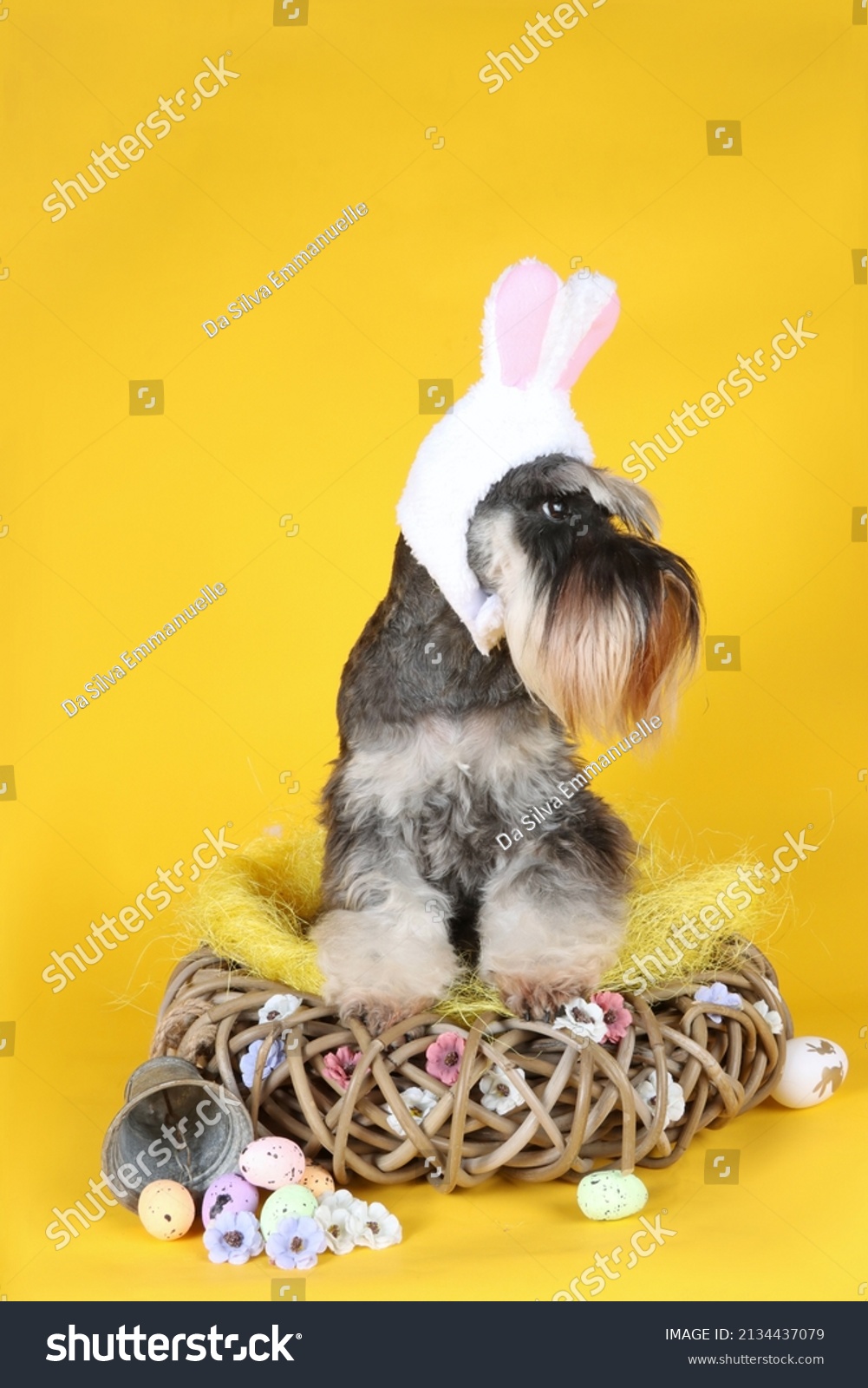 ミニチュアシュナウザー イラスト Stock Photos Images Photography Shutterstock