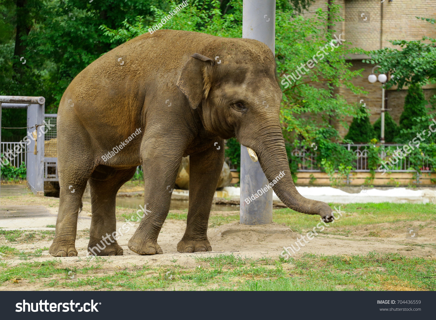 Funny Elephant Zoobackground Elephant Stock Photo 704436559 | Shutterstock