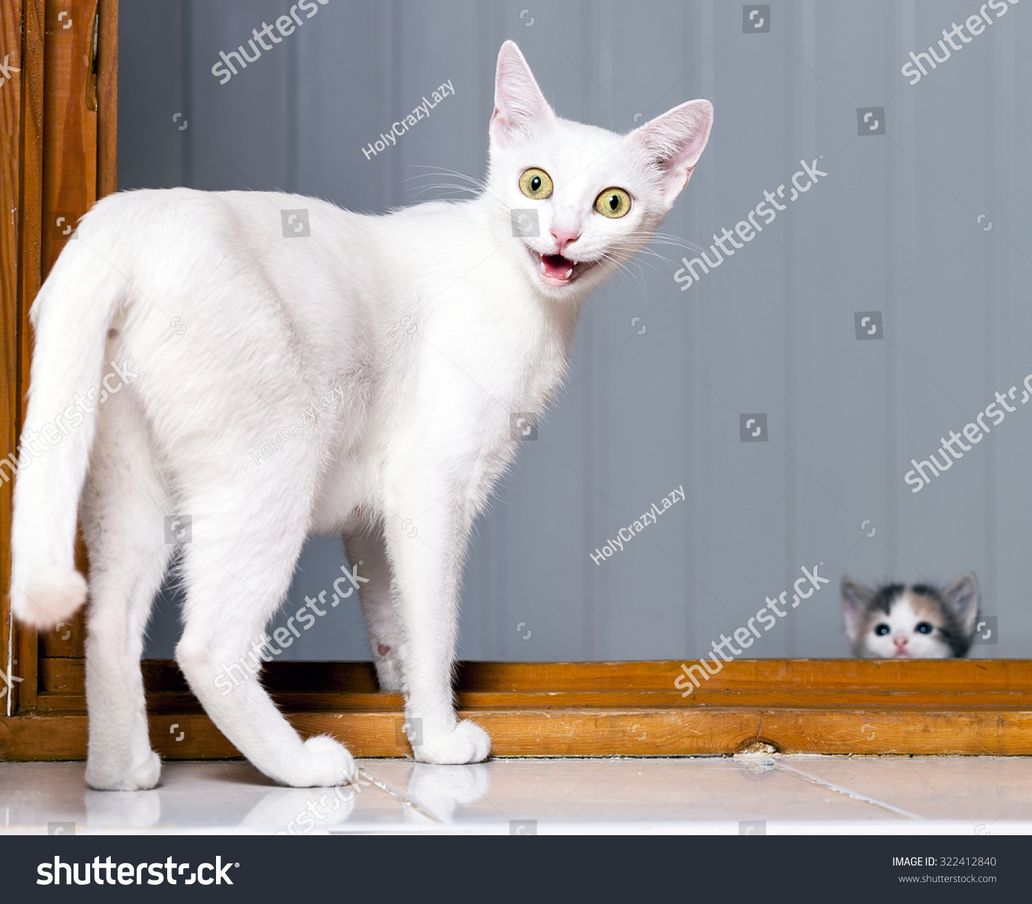 Funny Evil White  Cat  Open Mouth Stock Photo 322412840 