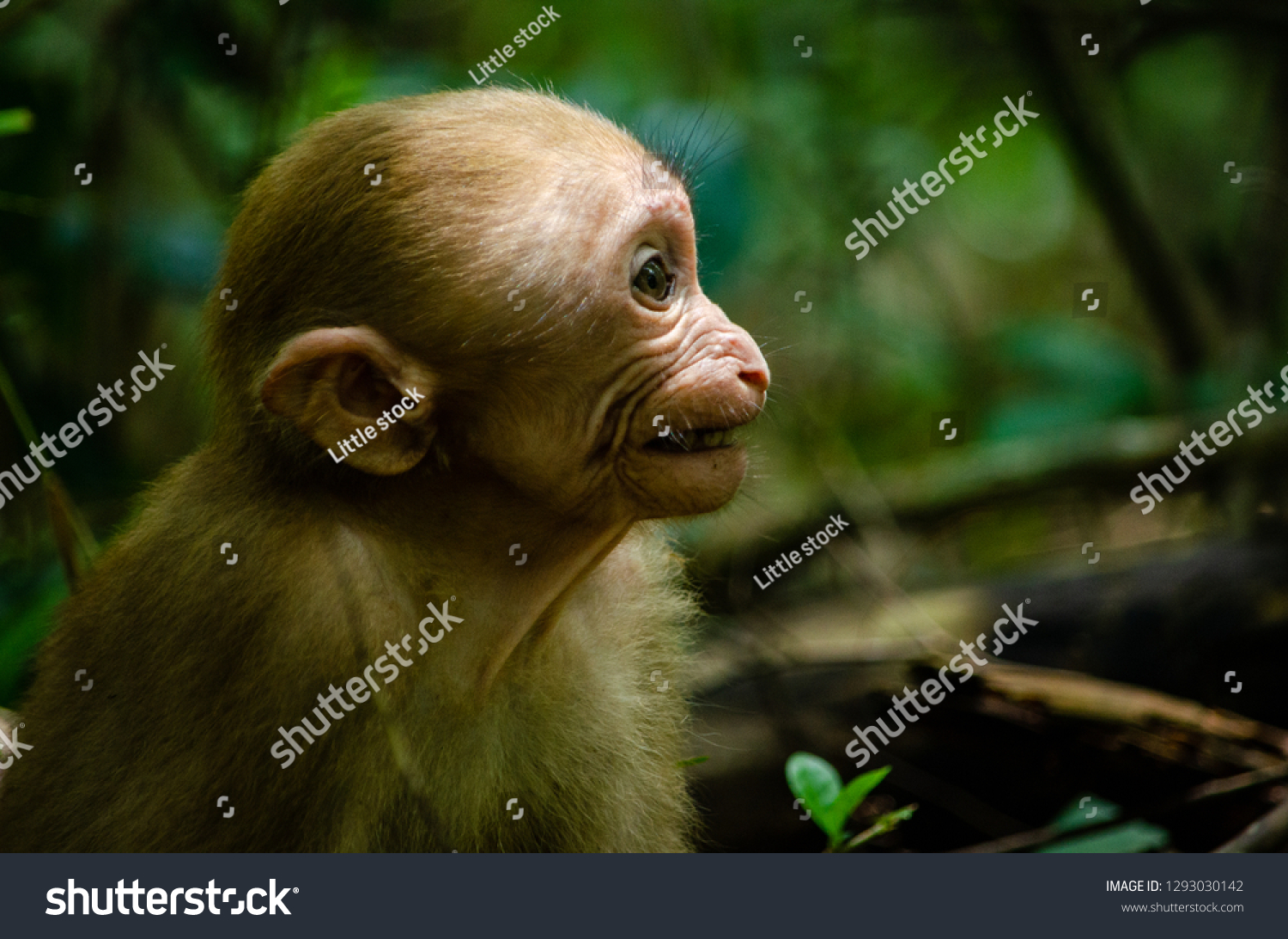 Funny Face Baby Monkey Stock Photo Edit Now