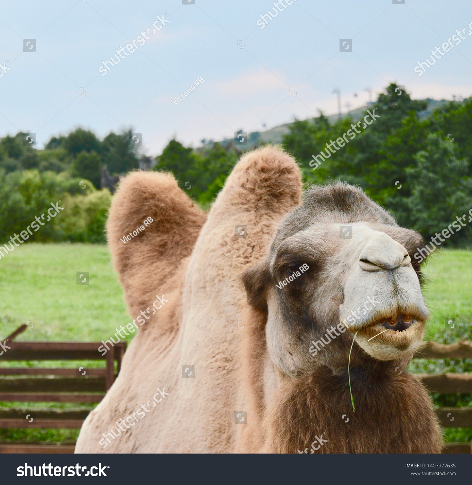 Funny Face Camel Foreground Stock Photo Edit Now 1407972635