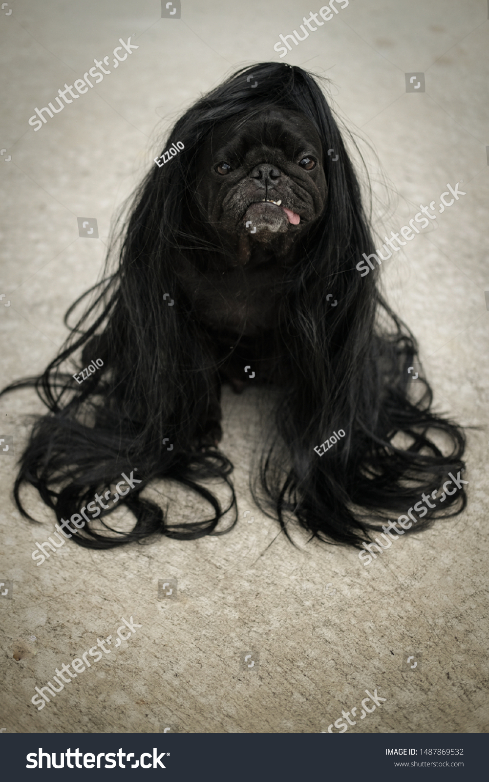 long haired pug looking dog