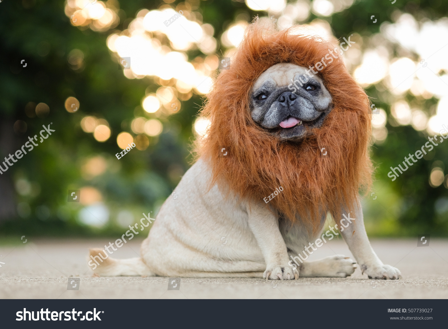 Funny Face Pug Dog Lion Costume Stock Photo (Edit Now) 507739027