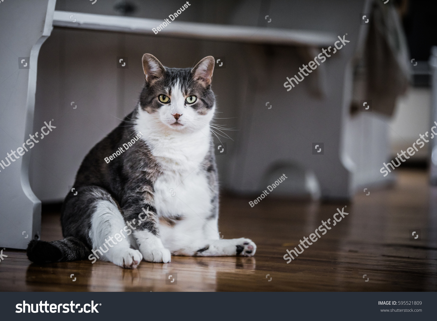 キッチンに座って もう少し食べ物を待っている可笑しい太った猫 の写真素材 今すぐ編集