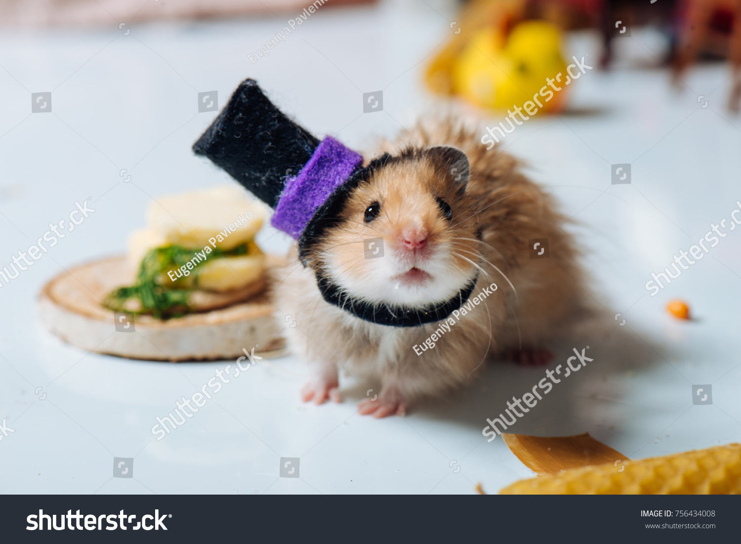Funny Hamster Hat Stock Photo Edit Now