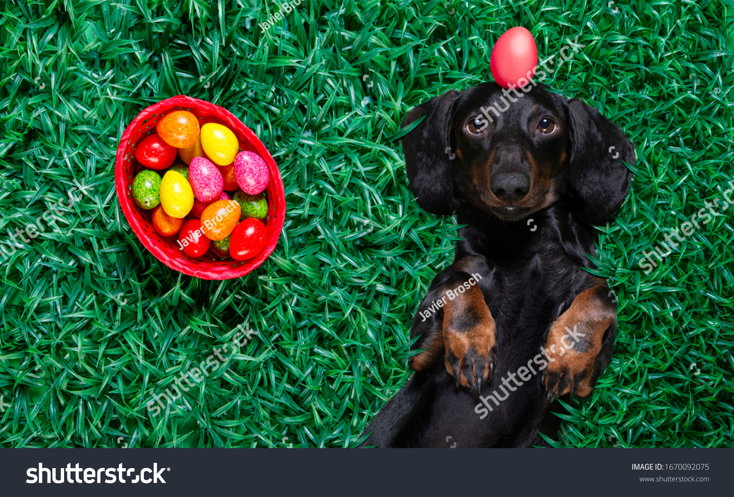 easter dachshund