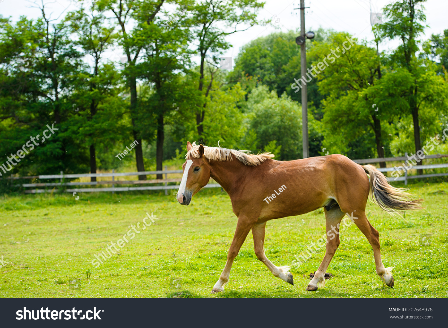 Funny Horse Stock Photo 207648976 Shutterstock