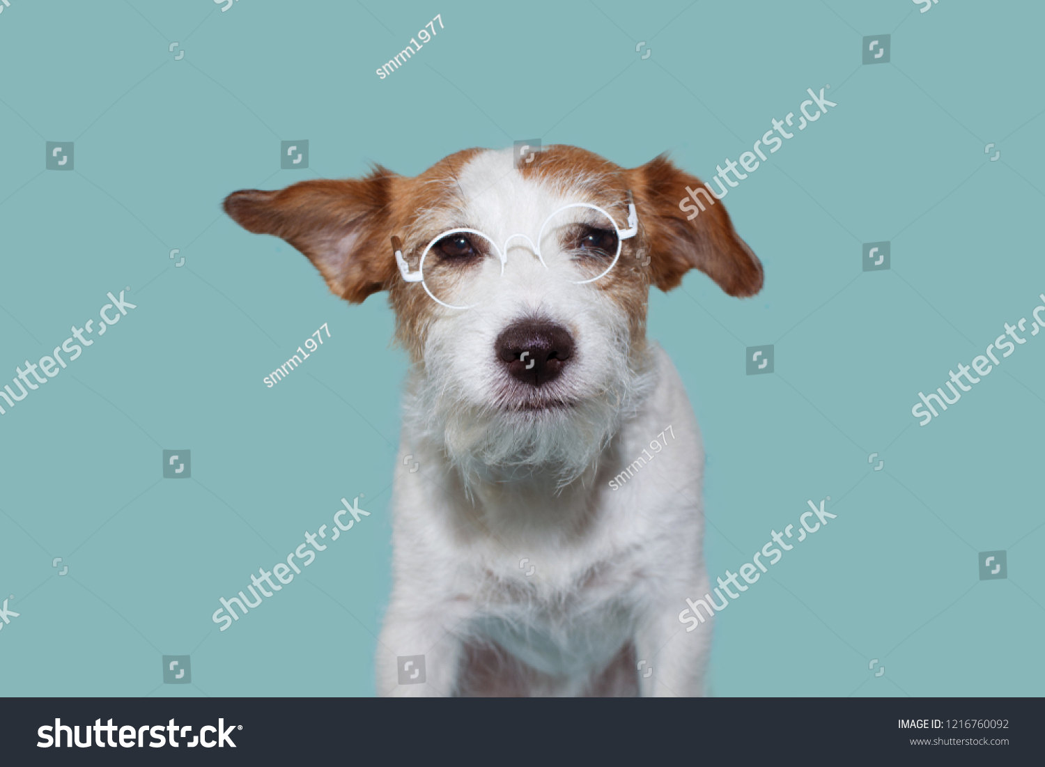 Funny Intellectual Jack Russell Dog Wearing Animals Wildlife