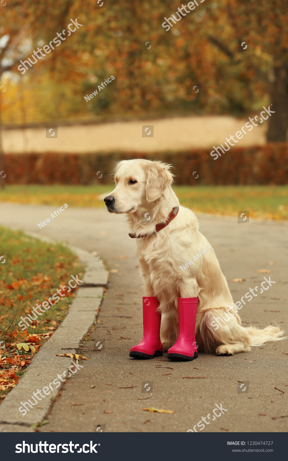 boots for labrador retrievers