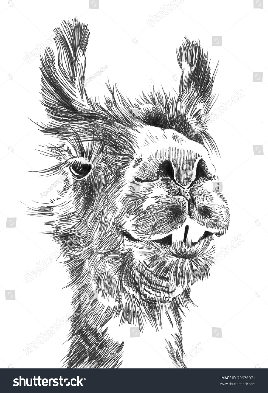  Funny  Llama  Face Hand Drawn Sketch Stock Illustration 