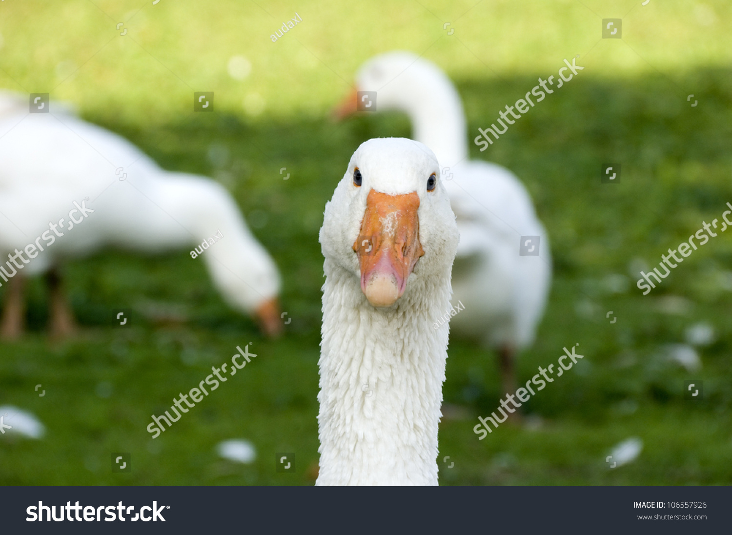 Funny Look White Domestic Goose Space Stock Photo 106557926 - Shutterstock
