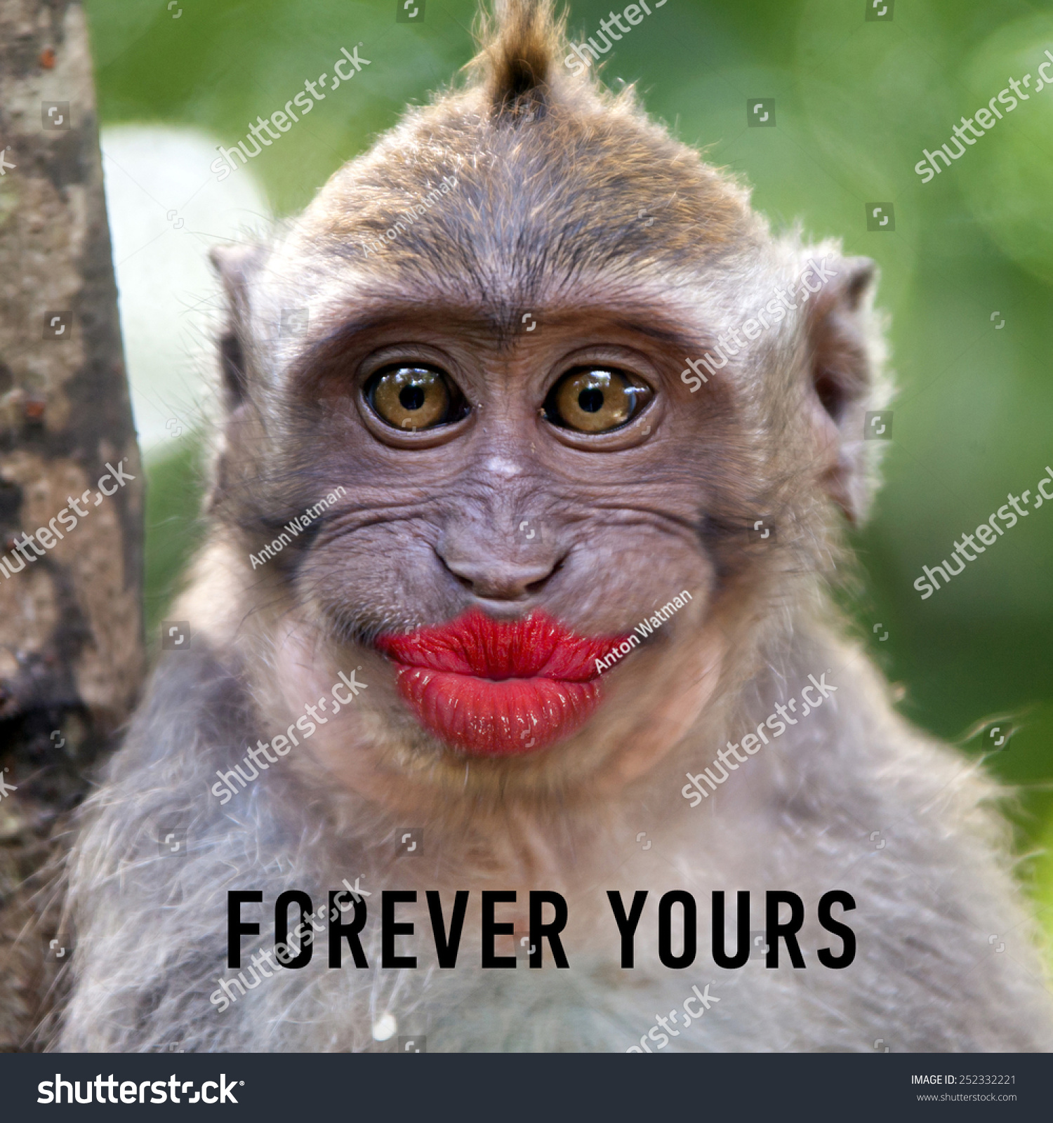 Funny Monkey With A Big Red Lips And Words: Forever Yours Stock Photo ...