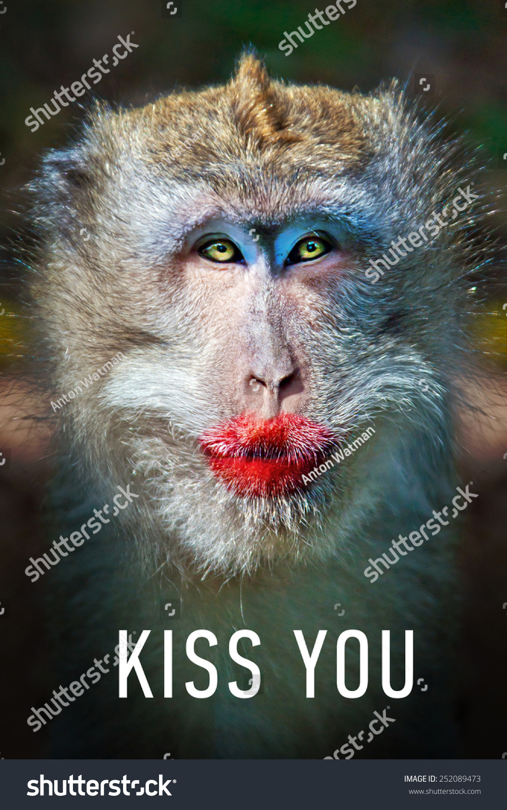 Funny Monkey Big Red Lips Words Stock Photo 252089473 - Shutterstock