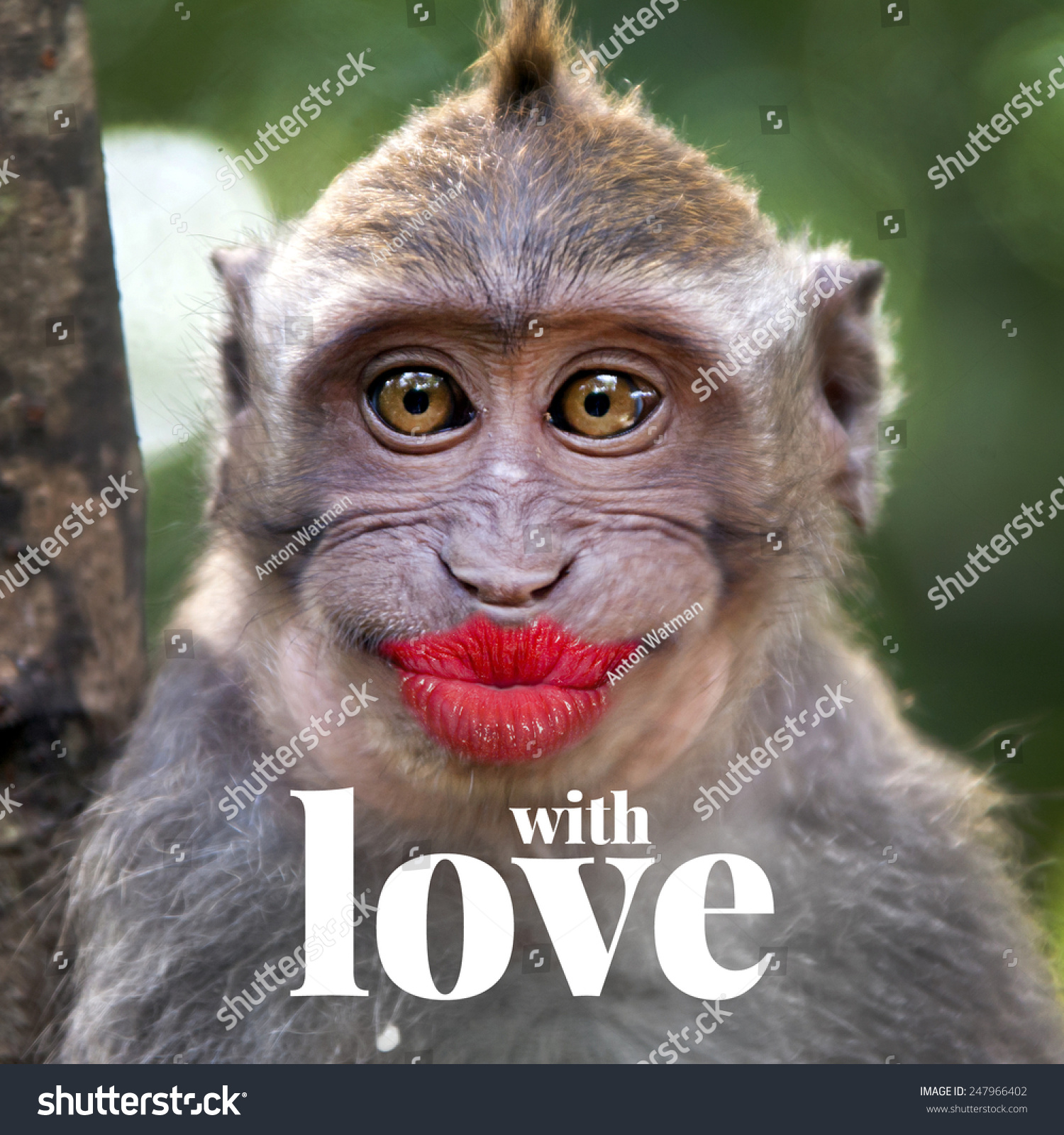Image result for funny monkey
