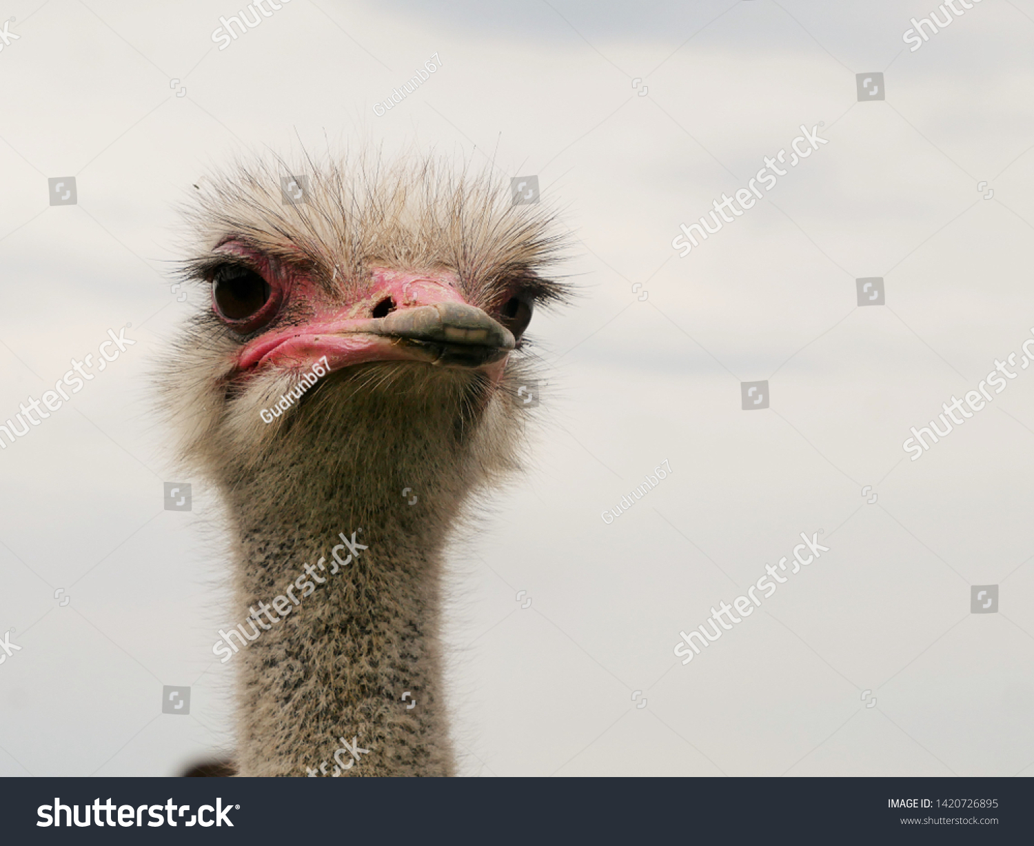 Funny Ostrich Farm Germany Stock Photo Edit Now 1420726895