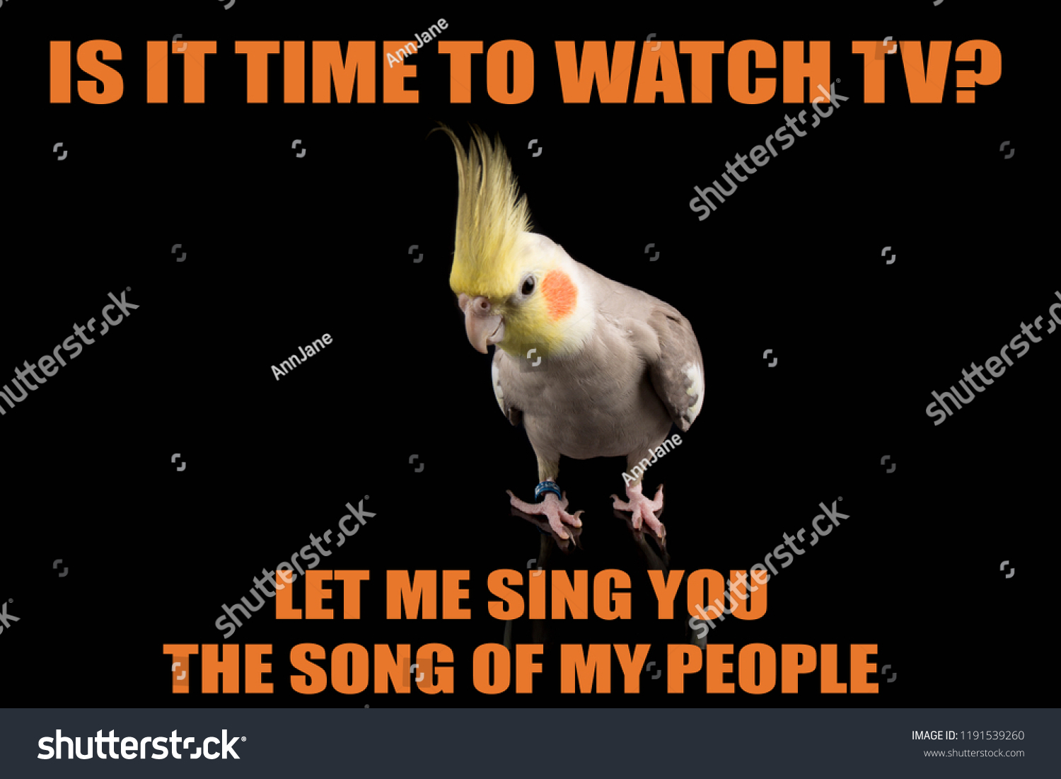 Funny Parrot Meme You Want Watch Stock Photo Edit Now