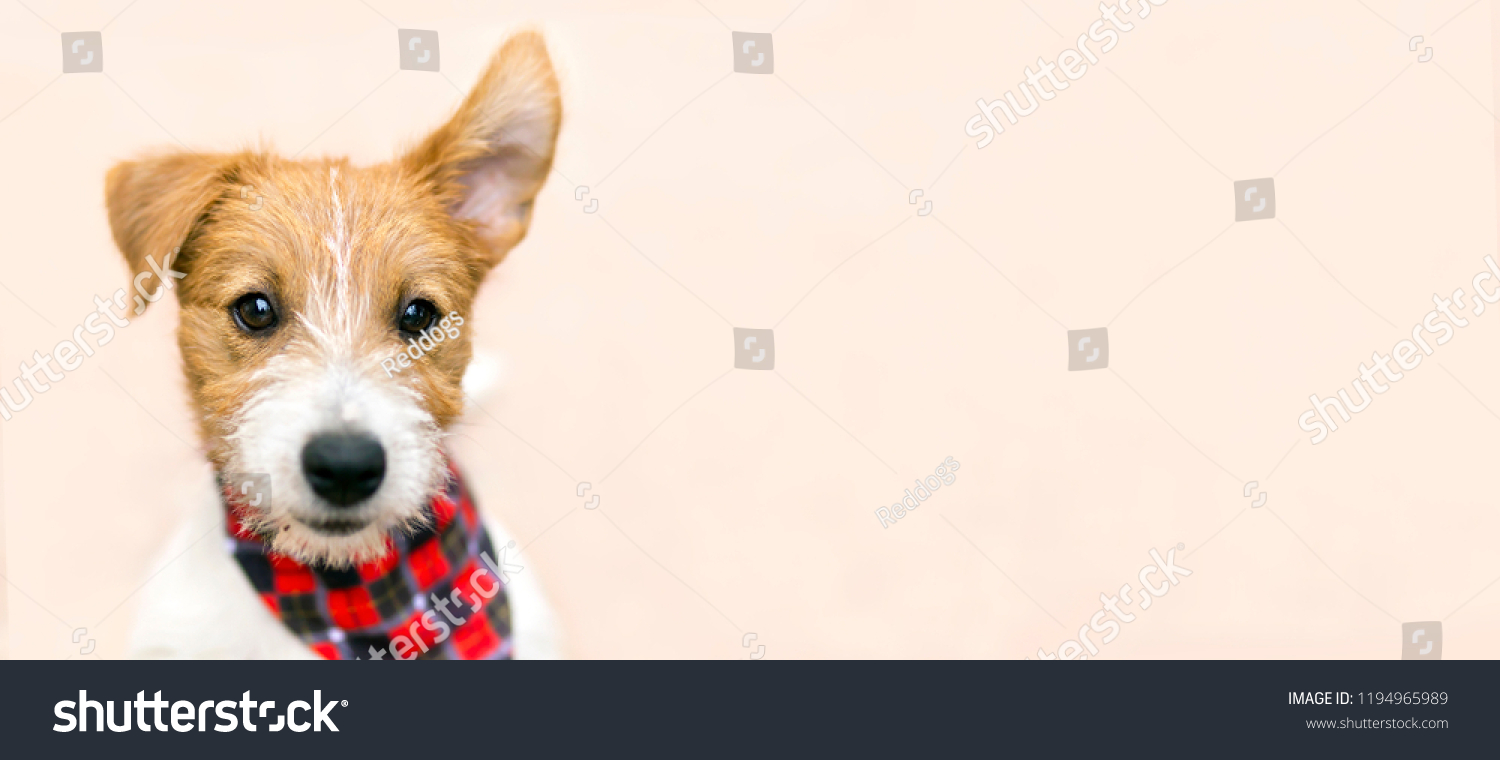 Funny Pet Dog Jack Russell Puppy Stock Photo Edit Now 1194965989