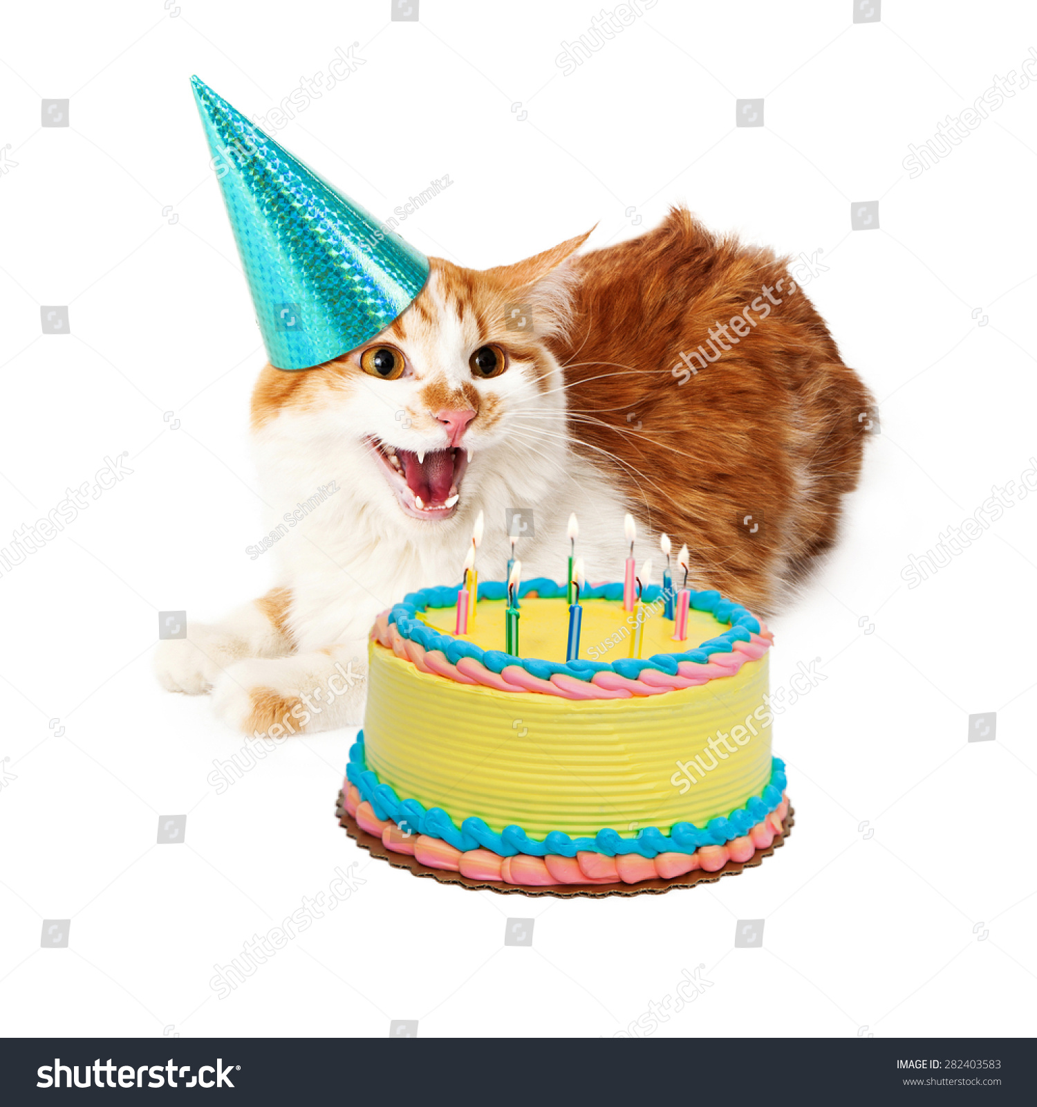 Funny Photo Angry Cat Hissing While Stock Photo (Edit Now) 282403583