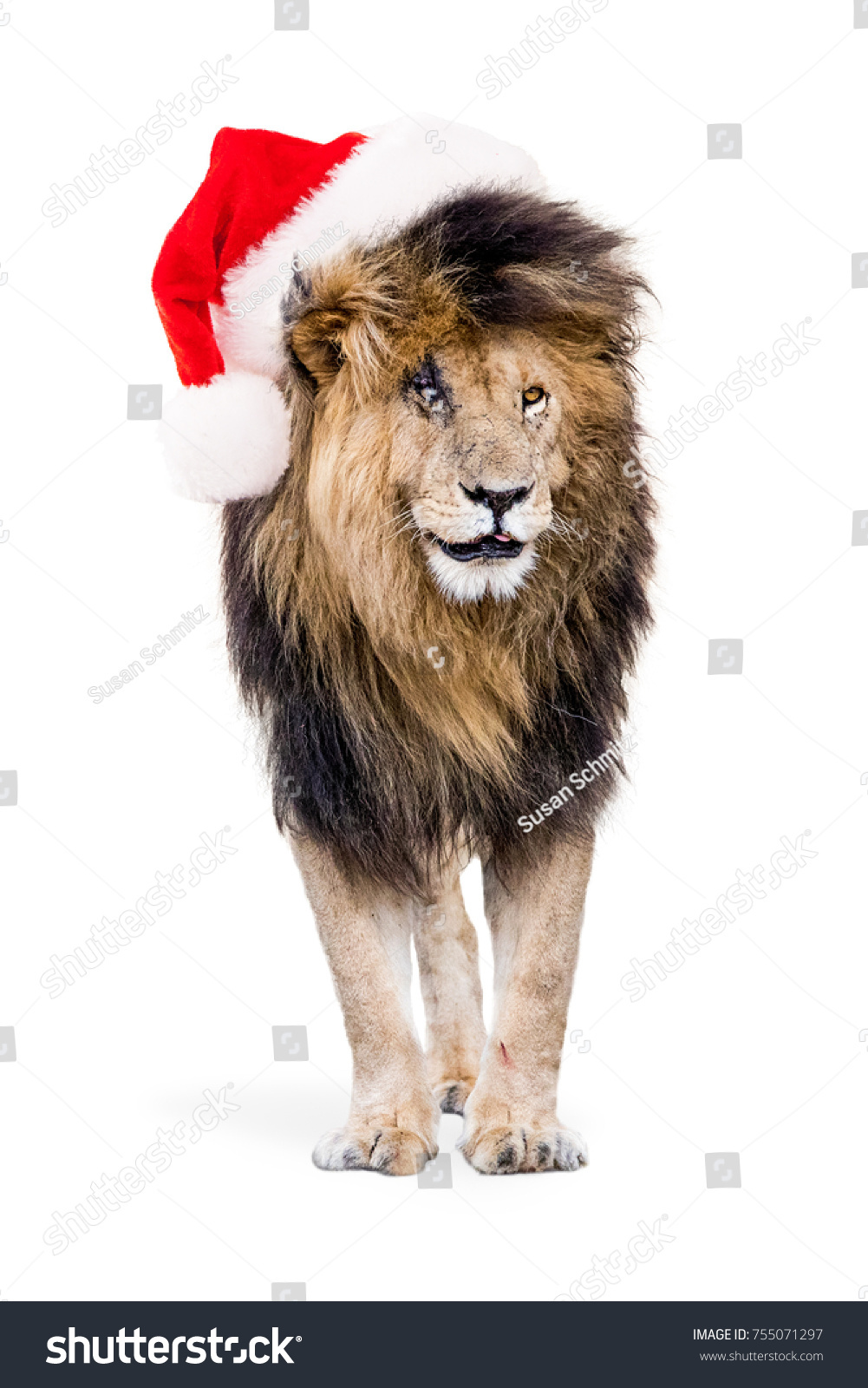 lion with santa hat