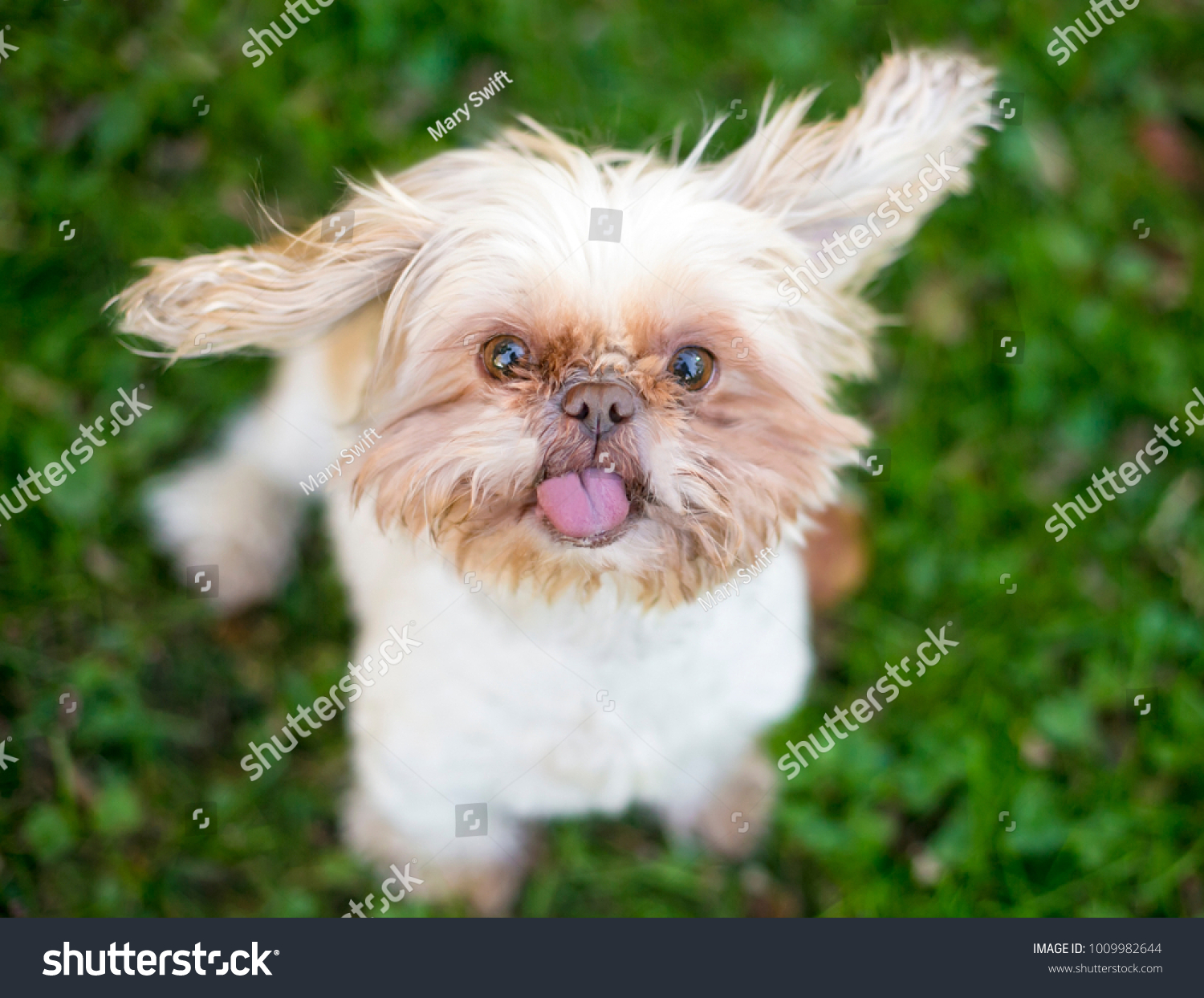 small dogs with floppy ears