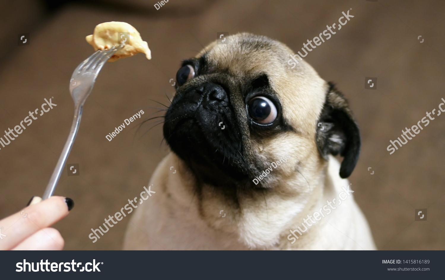 5 209 Teasing Animals Images Stock Photos Vectors Shutterstock 5 209 Teasing Animals Images Stock Photos Vectors Shutterstock