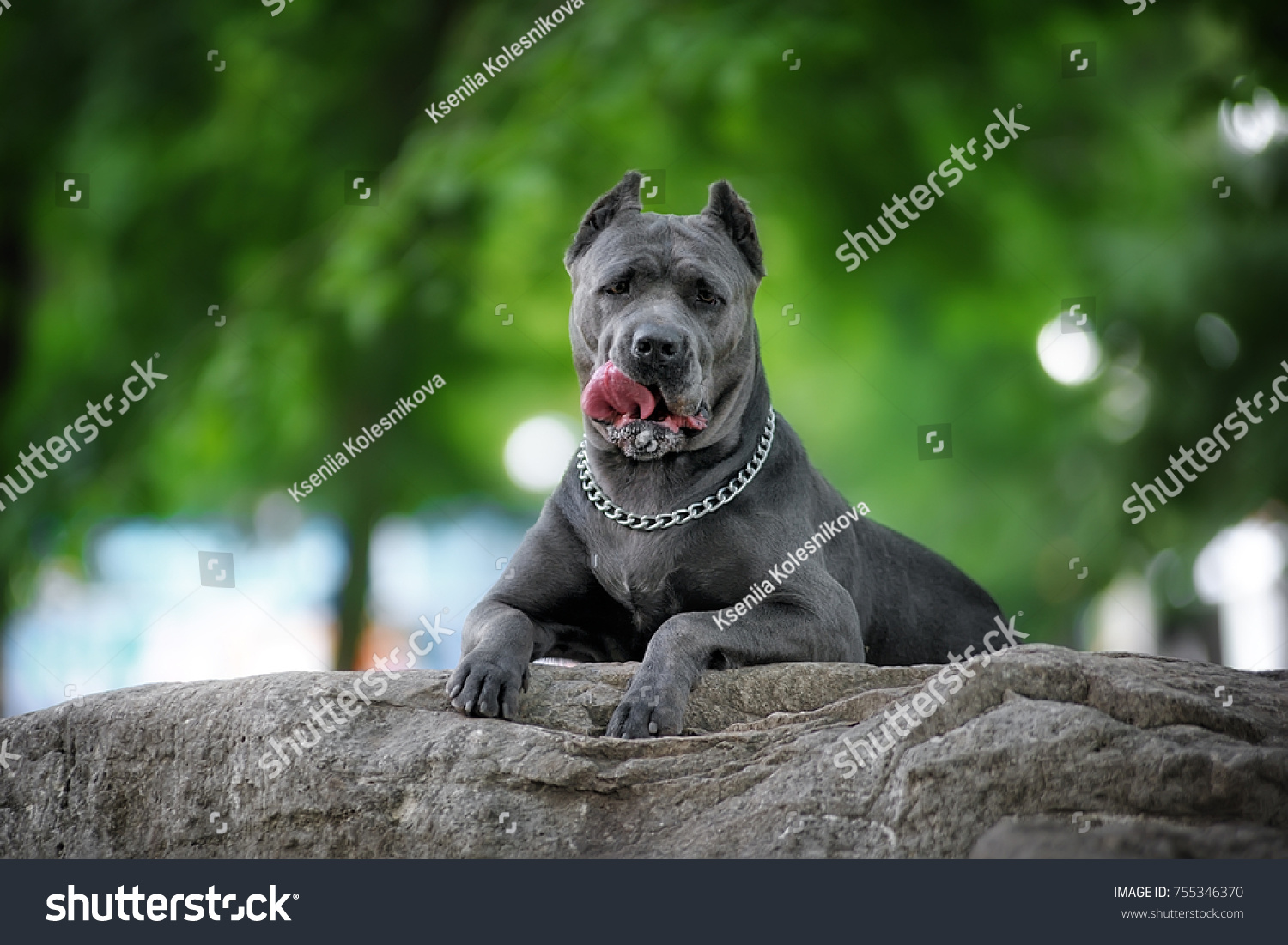 Funny Portrait Dog Tongue Hanging Out Stock Photo Edit Now