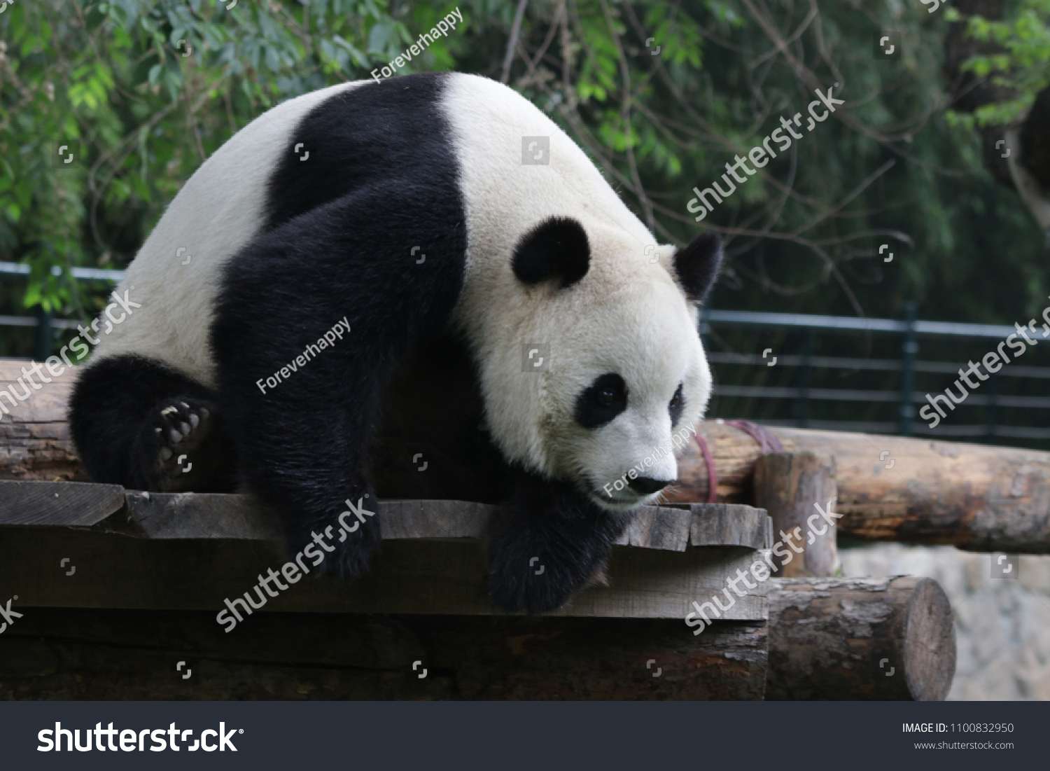 Funny Pose Happy Giant Panda China Stock Photo 1100832950 | Shutterstock