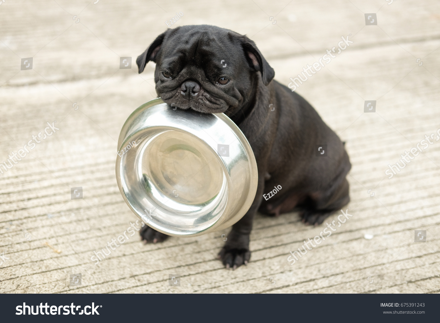 pug food bowl