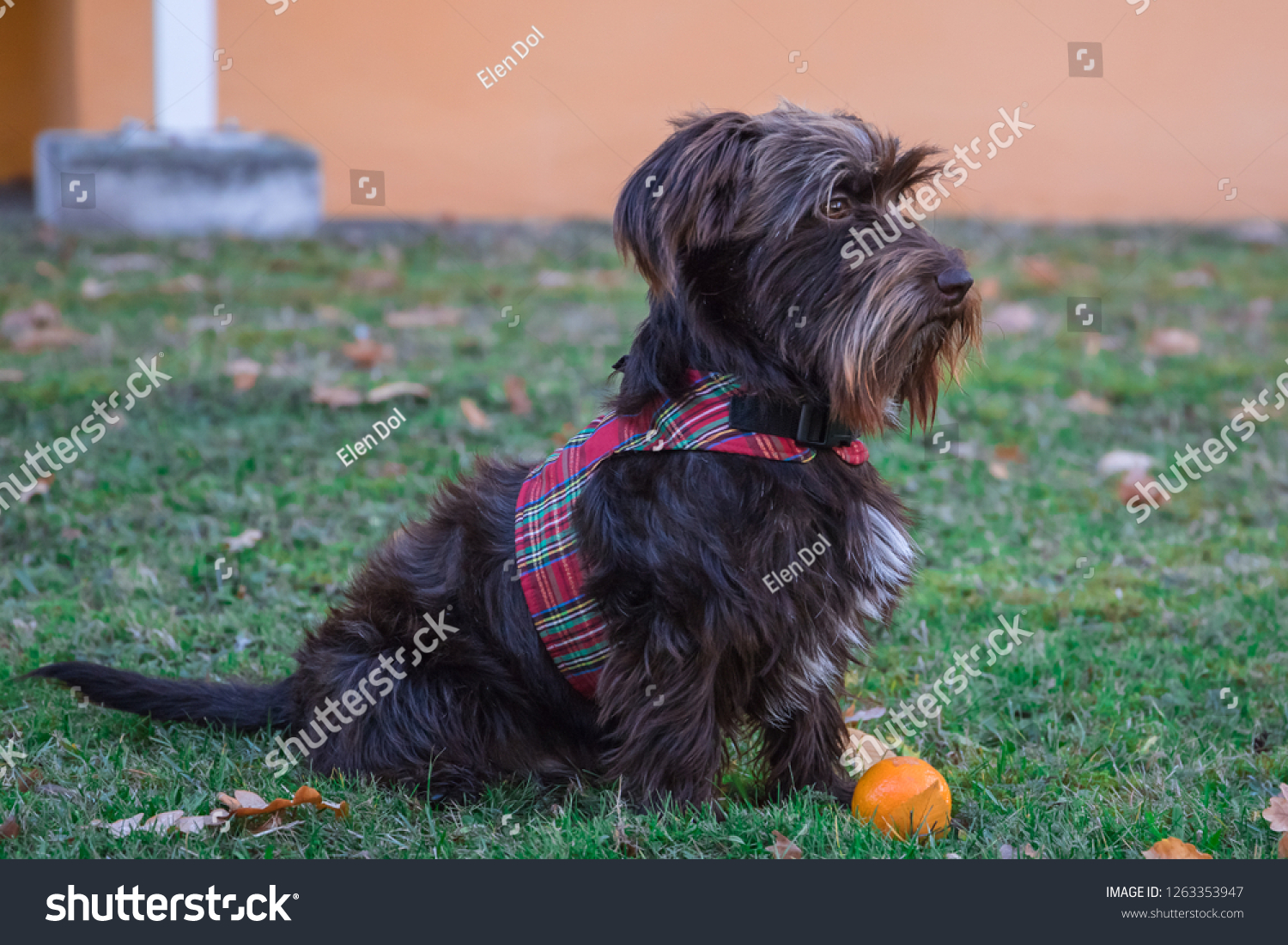 Funny Puppy Mix Dachshund Schnauzer Playing Stock Photo Edit Now 1263353947