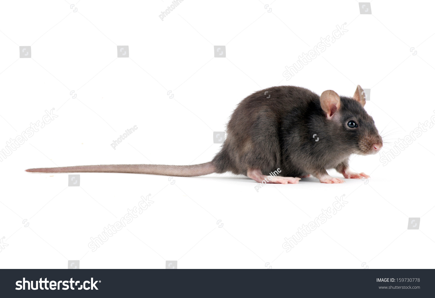 Funny Rat Closeup Isolated On White Stock Photo 159730778 - Shutterstock