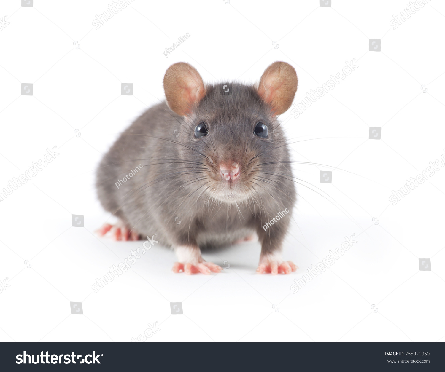 Funny Rat Close-Up Isolated On White Background Stock Photo 255920950 ...