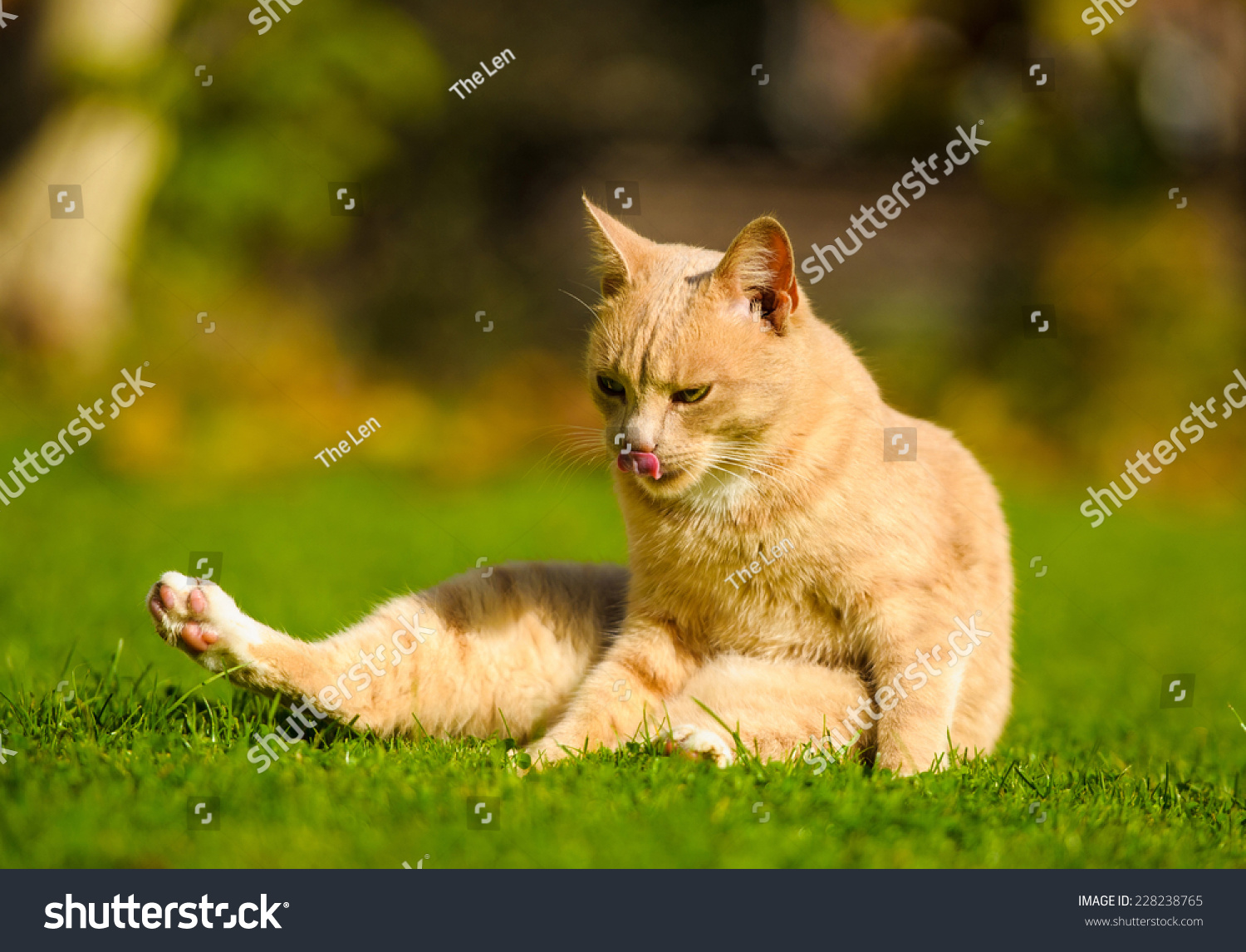 Funny Redhaired Cat Stock Photo 228238765 - Shutterstock