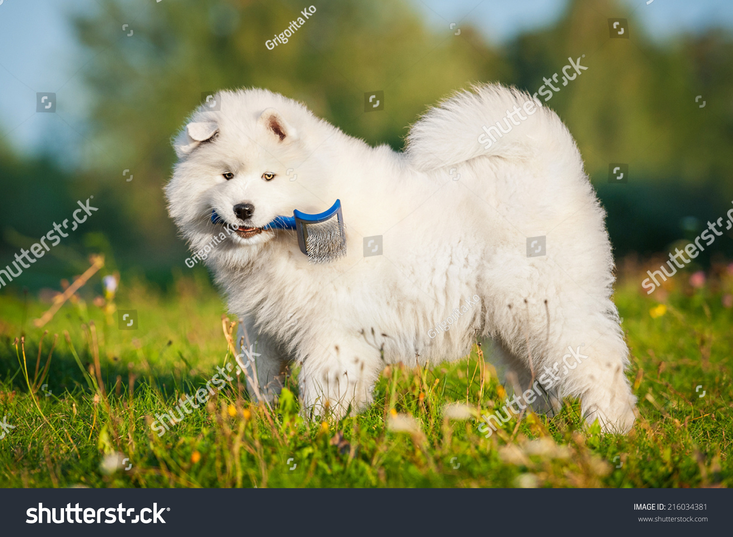 Funny Samoyed Puppy Playing With A Brush Stock Photo 216034381