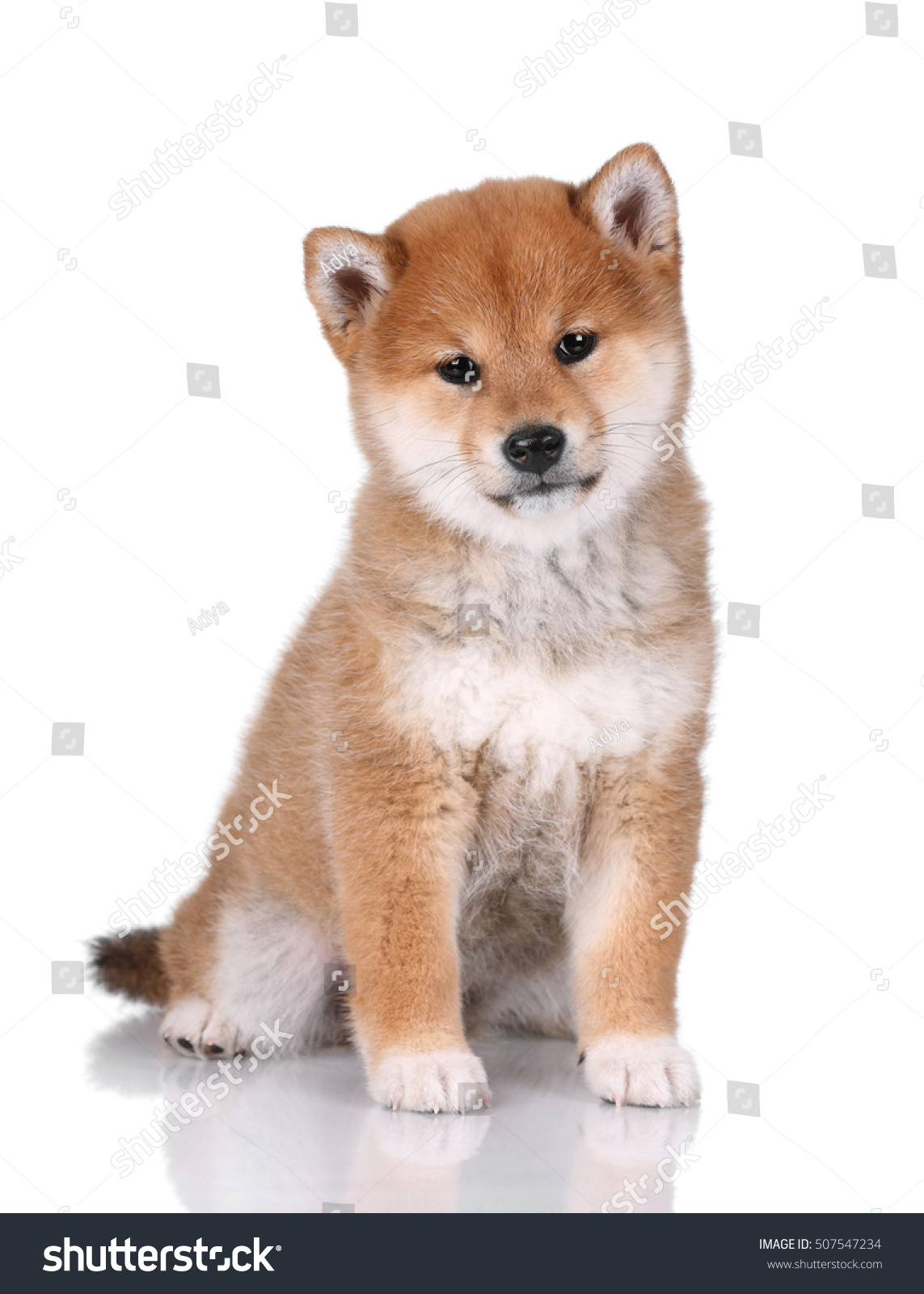 Funny Shiba Inu Welpen Auf Weißem Stockfoto Jetzt