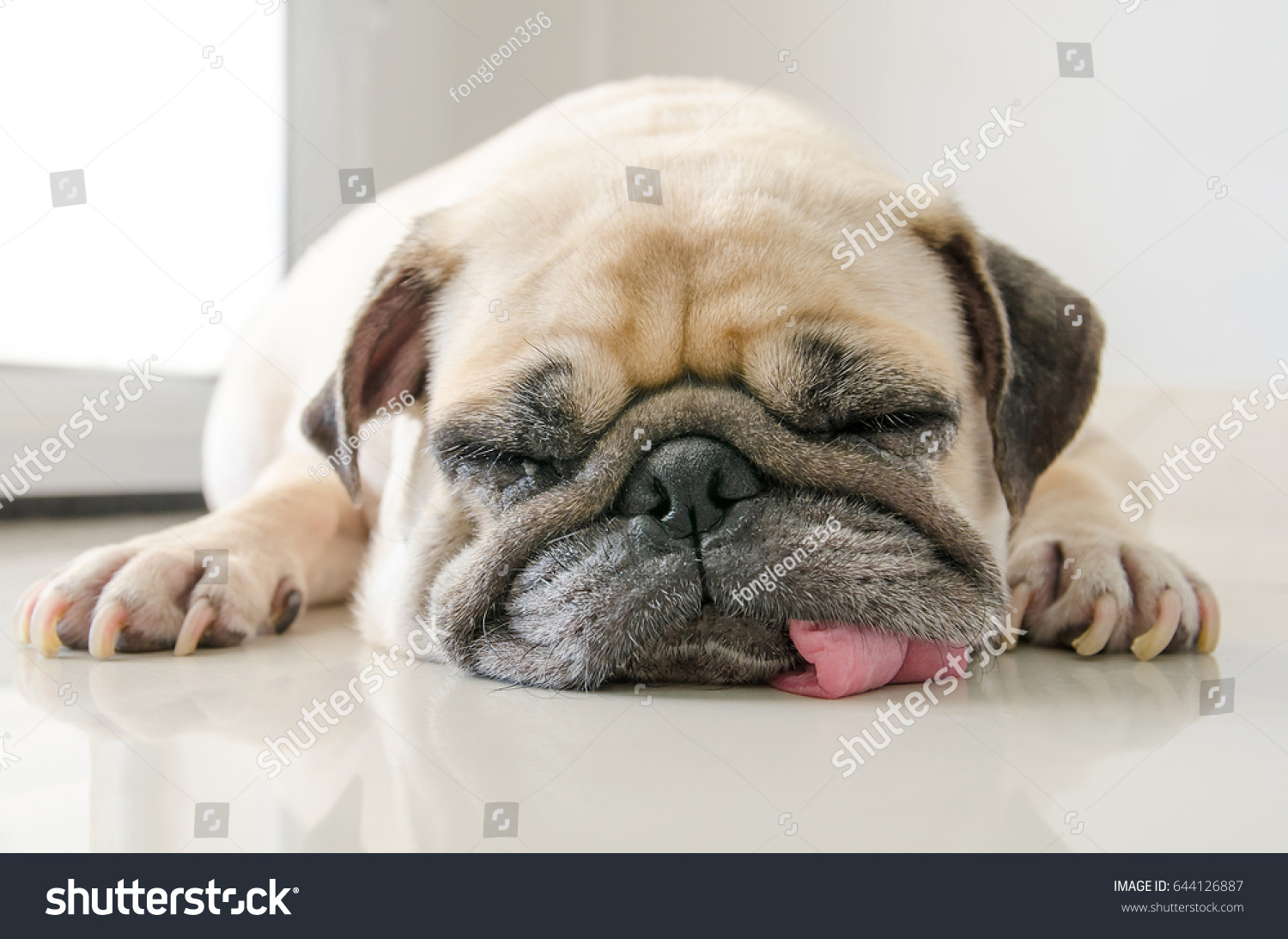 Funny Sleepy Pug Dog Gum Eyes Stock Photo Edit Now