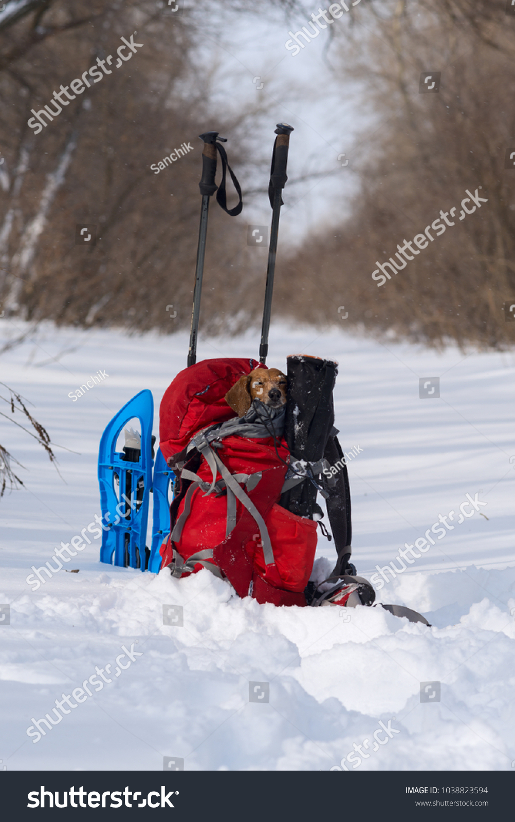 snowshoes for small dogs