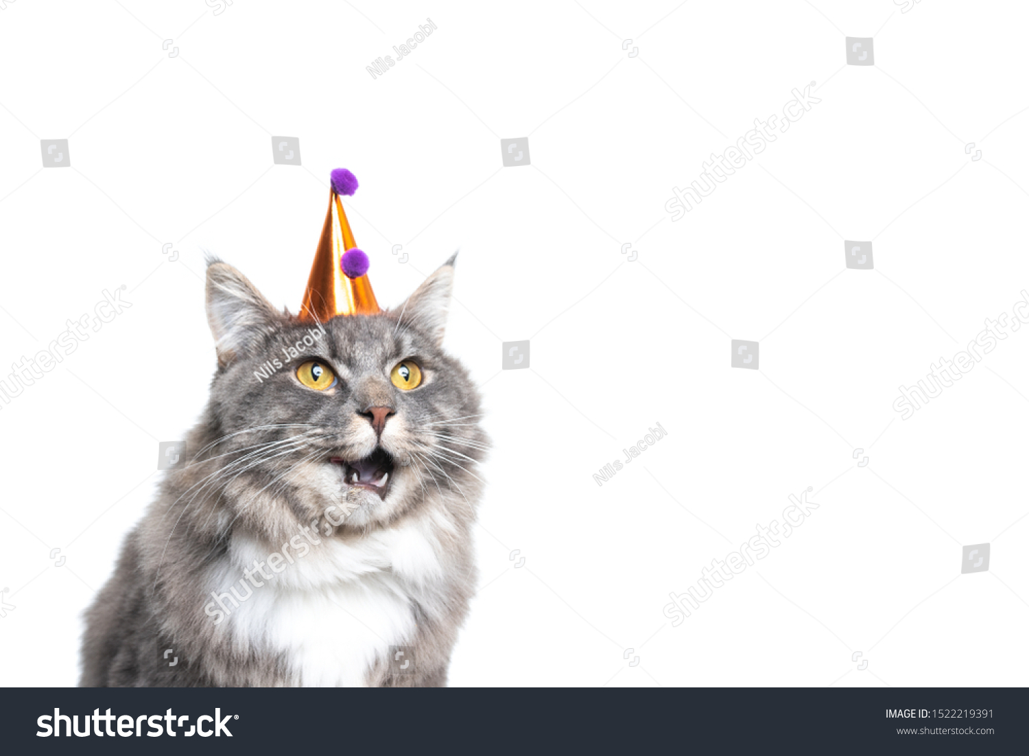 3,039 Cats Wearing Party Hats Images, Stock Photos & Vectors 