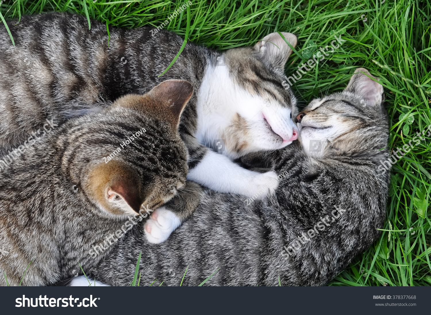 Funny Tabby Cats Are Sleeping On The Grass Stock Photo 378377668 ...