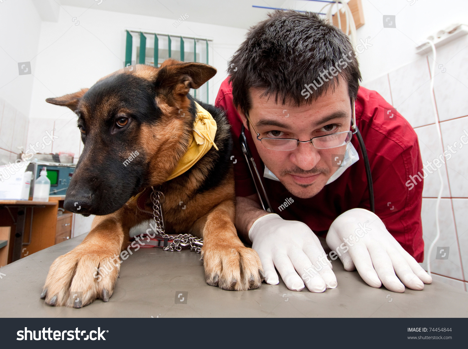 Funny Vet Imitating His German Shepherd Stock Photo Edit Now 74454844