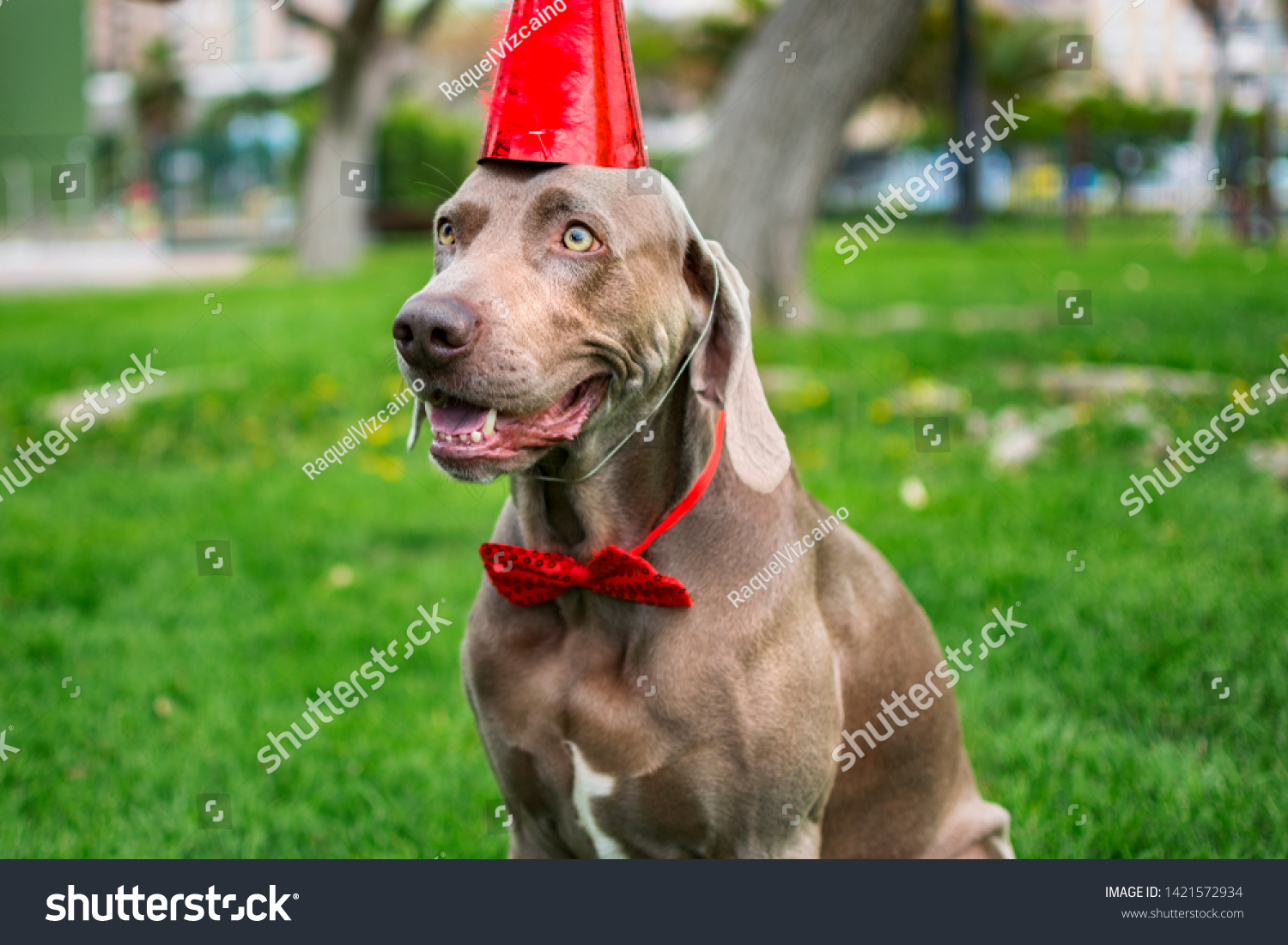 happy birthday weimaraner