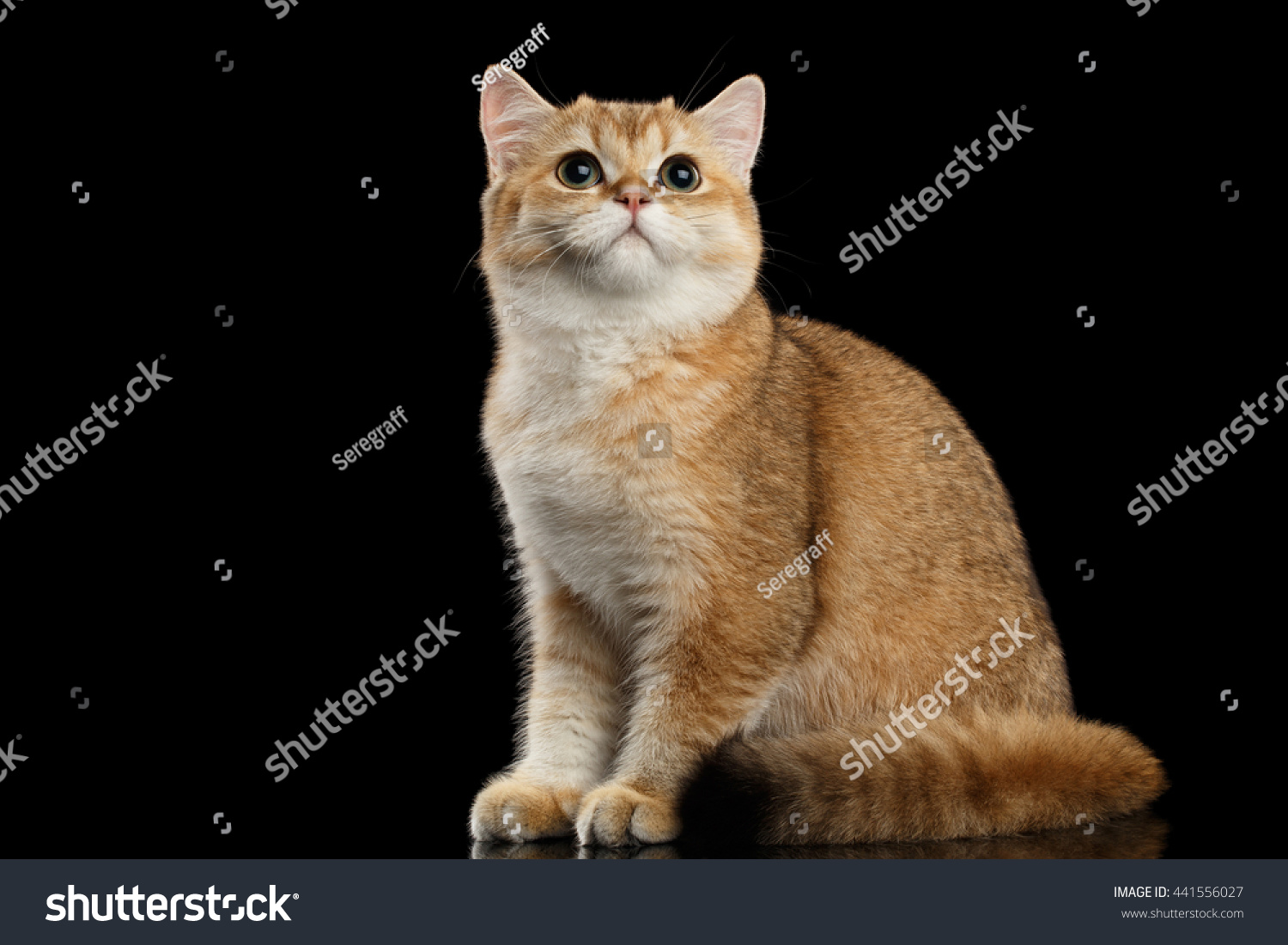 Golden Chinchilla cat: description of the breed, character, characteristics of care and maintenance 66 Golden Chinchilla cat: description of the breed, character, characteristics of care and maintenance 43