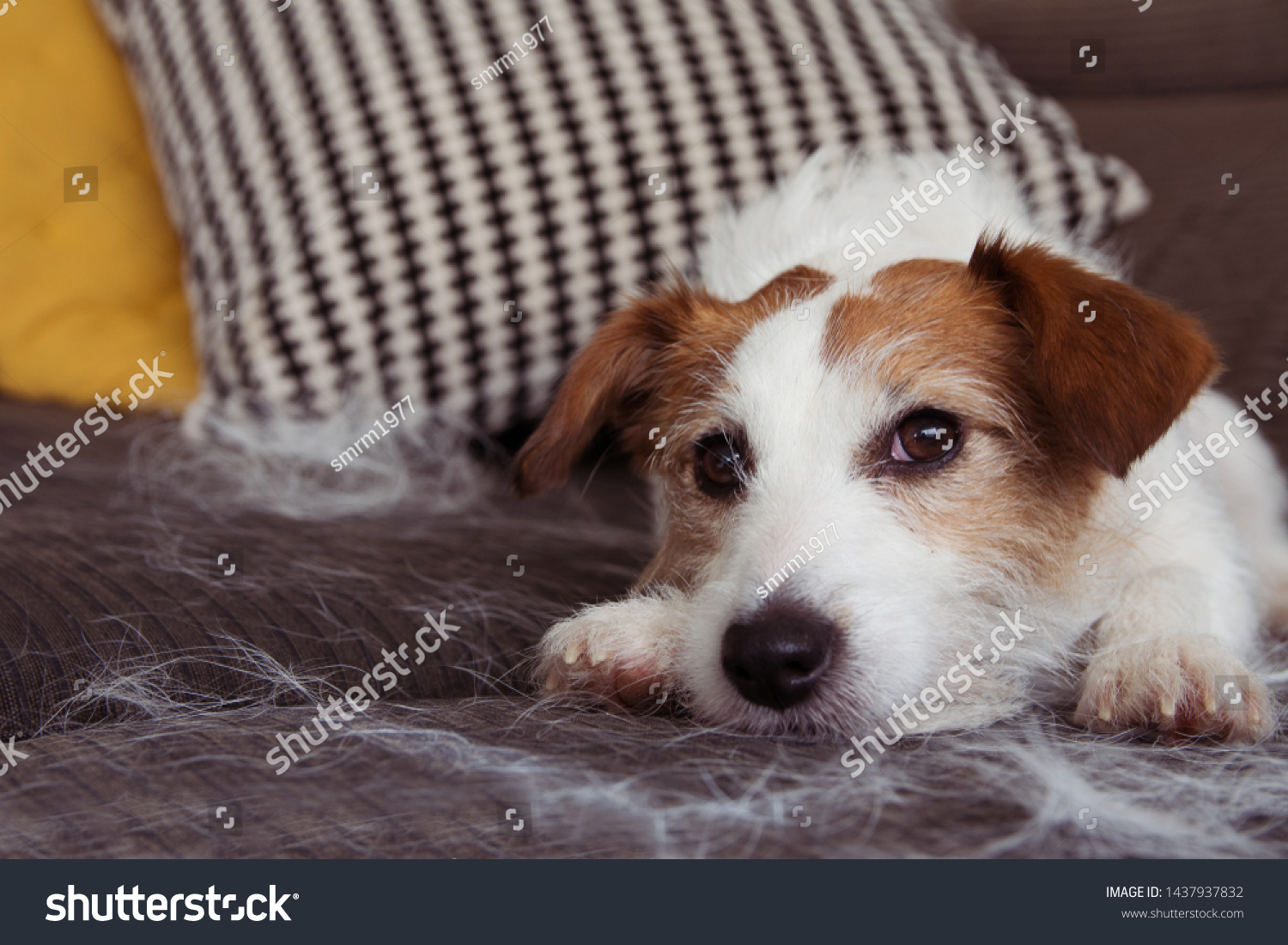 Furry Jack Russell Dog Shedding Hair Stock Photo Edit Now 1437937832