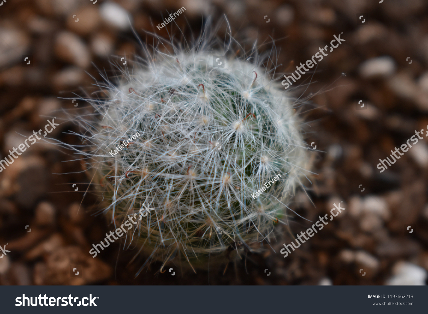 Fuzzy Cactus Closeup Stock Photo Edit Now 1193662213