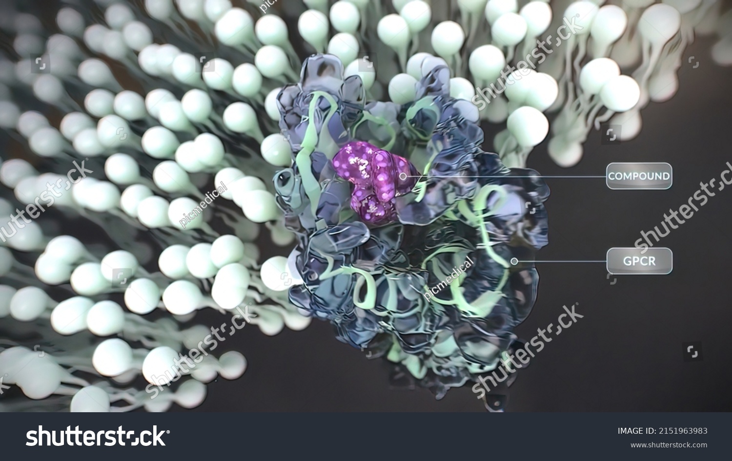 Gproteincoupled Receptors Gpcrs Largest Most Diverse Stock Illustration 2151963983 Shutterstock 4961