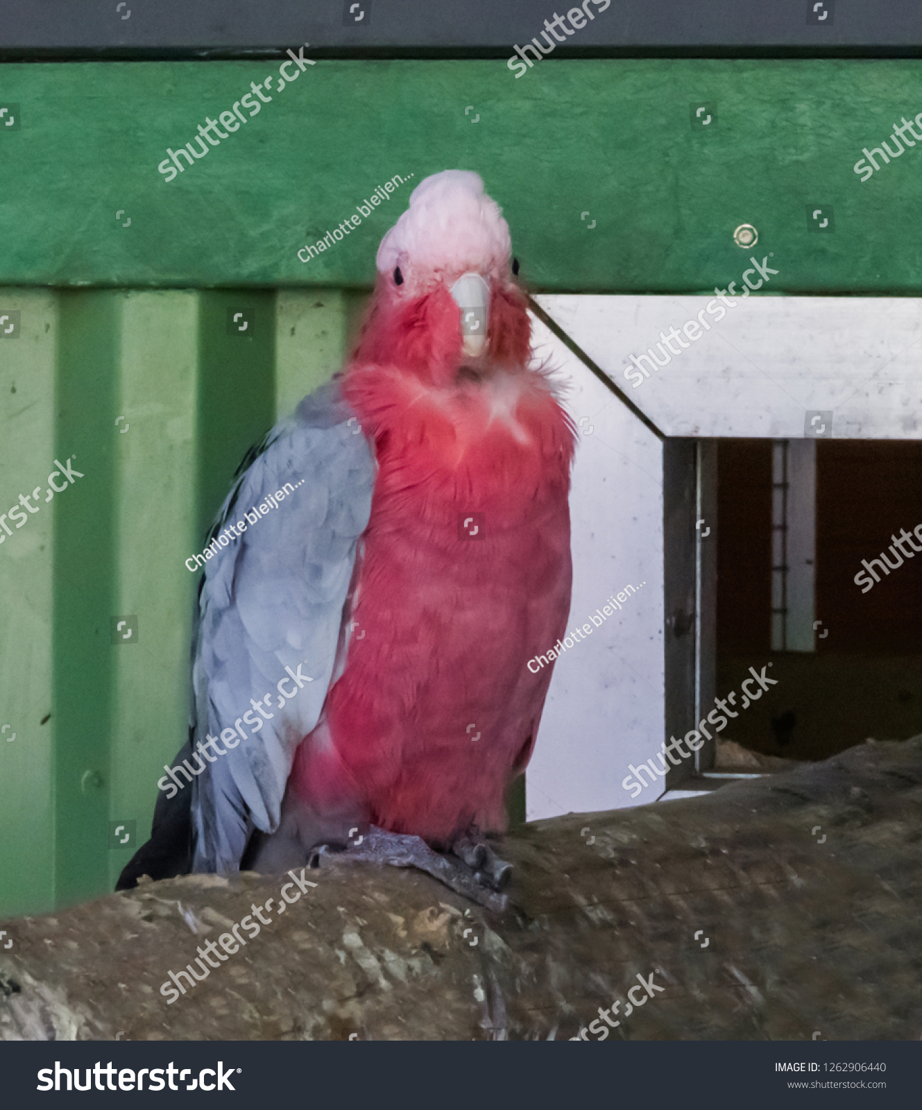 Galah Rose Breasted Cockatoo That Well Stock Photo Edit Now 1262906440,Barbacoa Meat