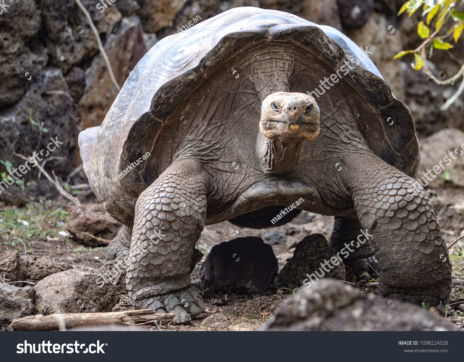 Galapagos Giant Tortoise Galapaguera Interpretation Center Stock Photo ...