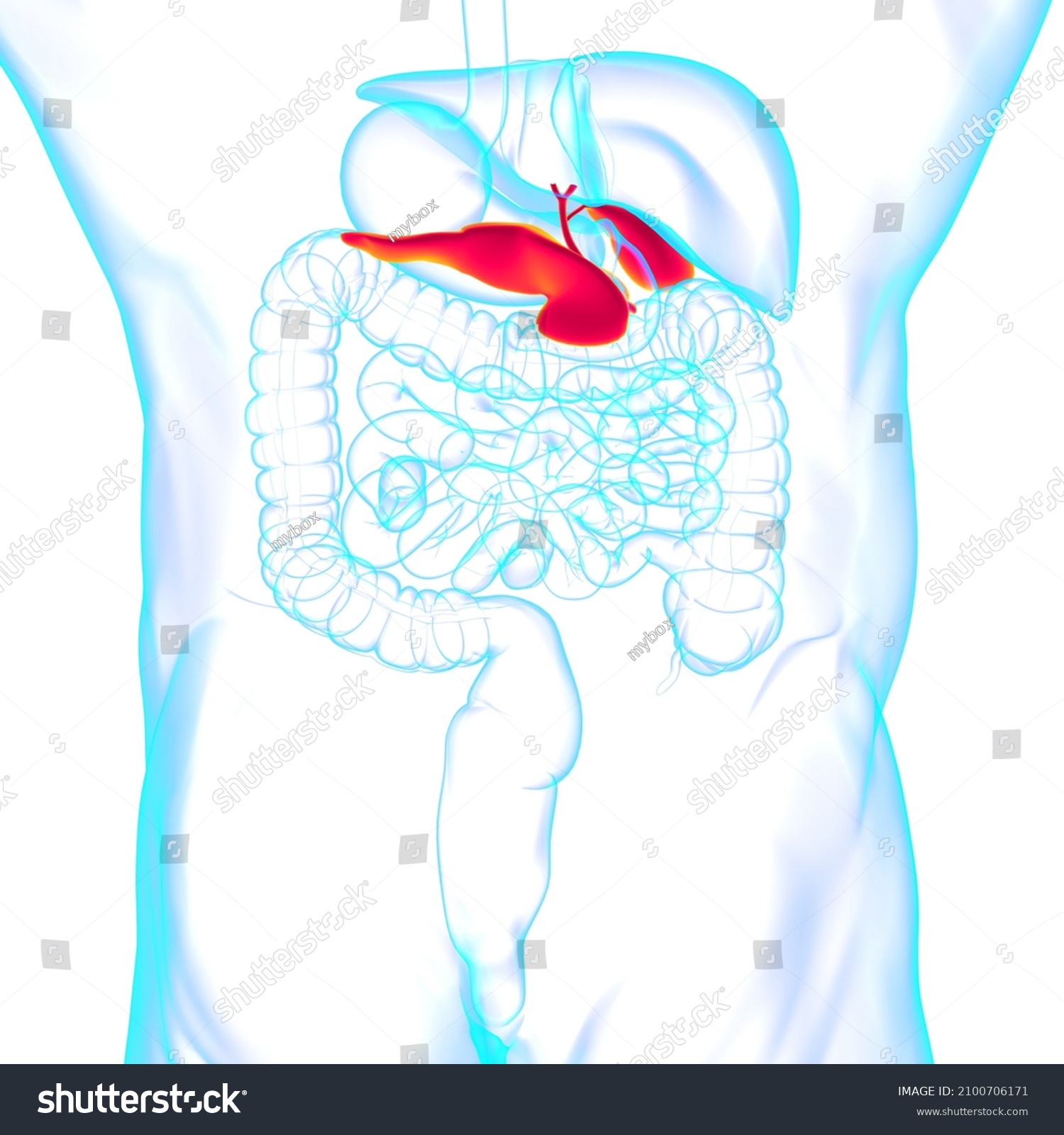 Gall Bladder Human Digestive System Anatomy Stock Illustration 2100706171