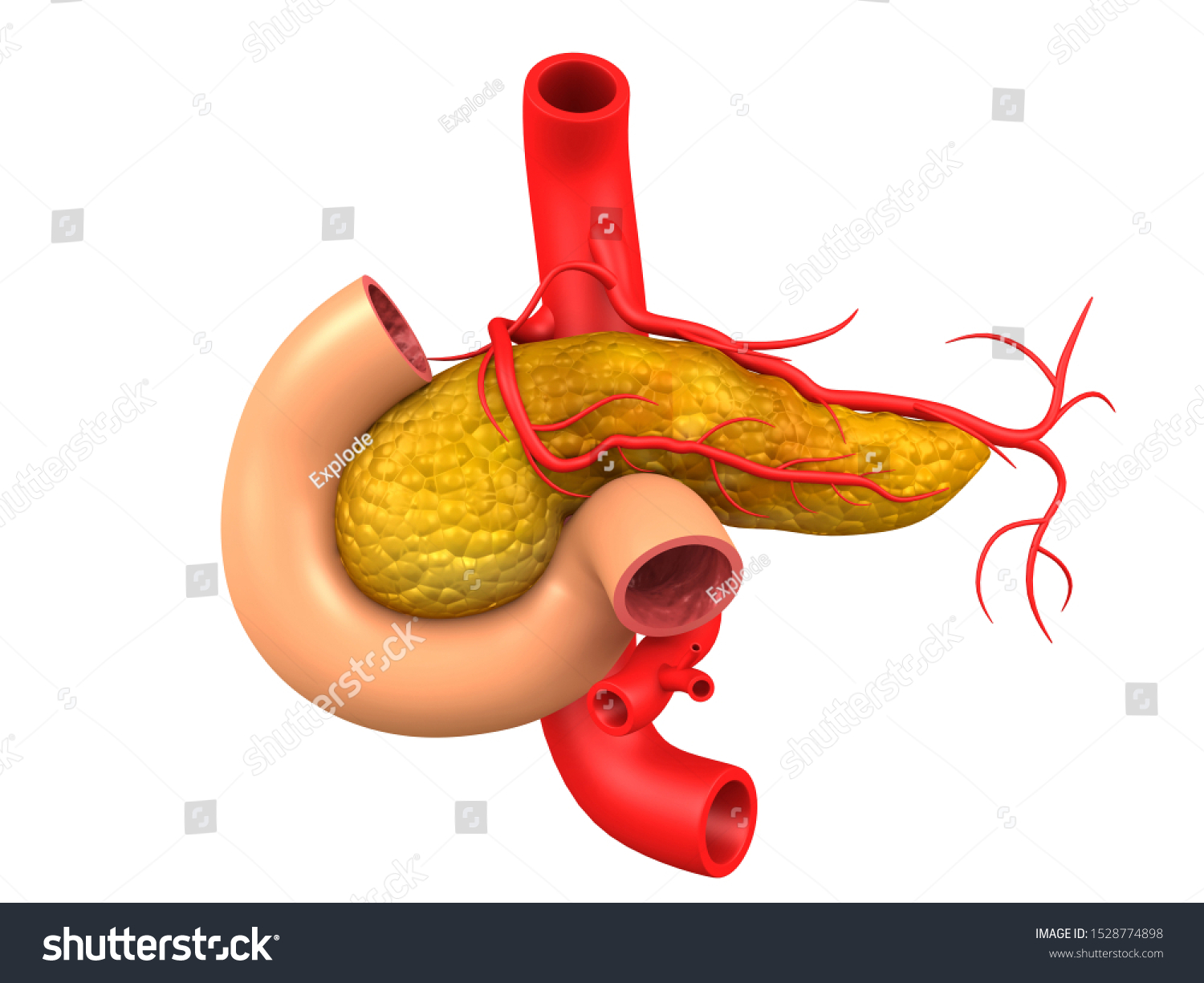 Gallbladder Anatomy Isolated On White Background Stock Illustration ...