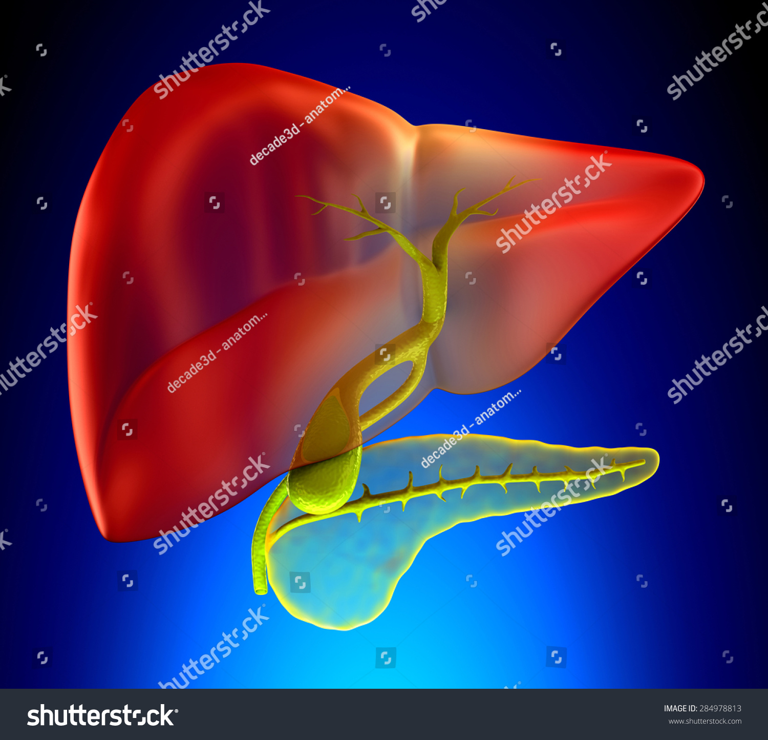 Gallbladder Cross Section Real Human Anatomy - On Blue Background Stock ...