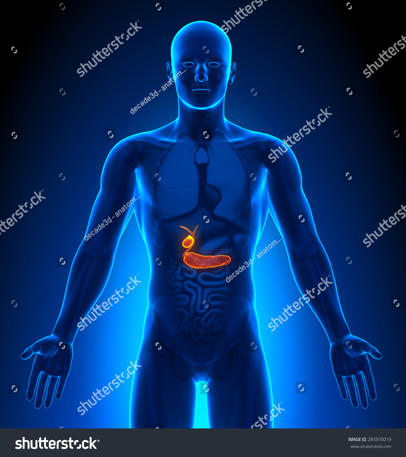 Gallbladder - Male Organs Human Anatomy Stock Photo 285970019 ...
